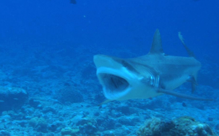 Nuclear Shark: Guida TV  - TV Sorrisi e Canzoni