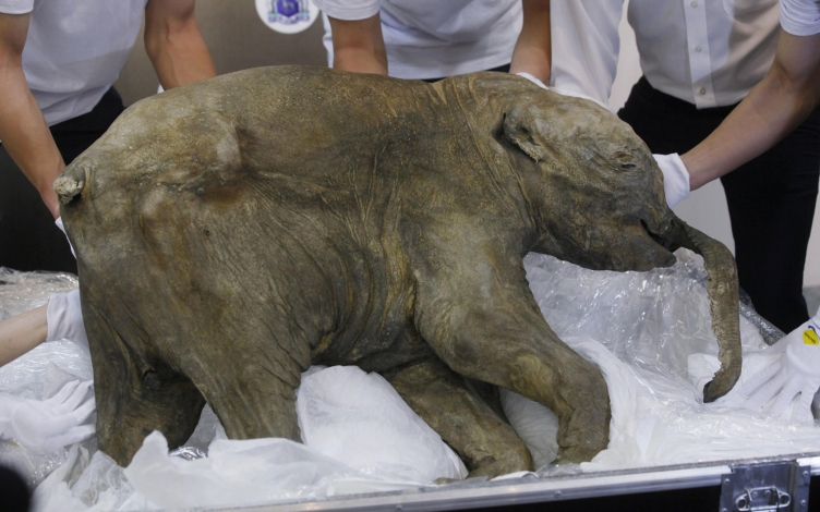 Baby Mammut. Un cucciolo di 40.000 anni: Guida TV  - TV Sorrisi e Canzoni