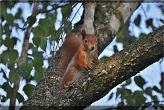 La vita sulla cima degli alberi: Guida TV  - TV Sorrisi e Canzoni