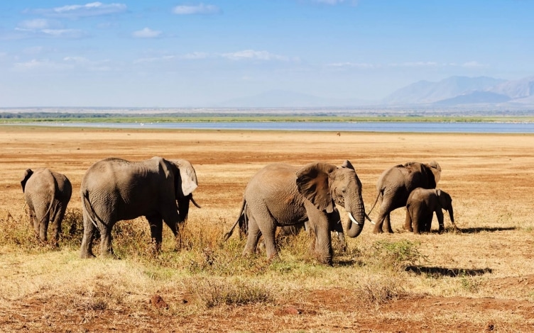 Leoni contro elefanti: Guida TV  - TV Sorrisi e Canzoni