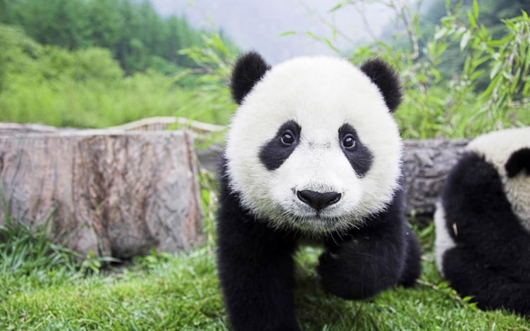 È nato un Panda: un anno dopo: Guida TV  - TV Sorrisi e Canzoni