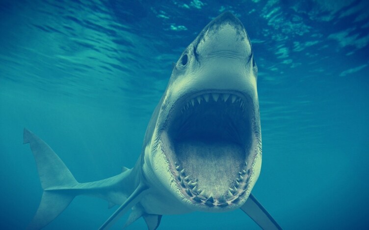 Squali killer: il grande squalo bianco: Guida TV  - TV Sorrisi e Canzoni