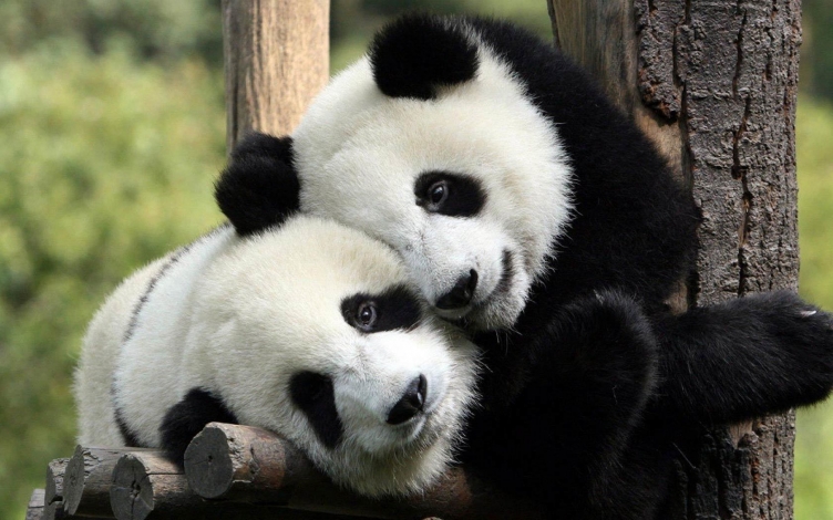Il ritorno del panda: Guida TV  - TV Sorrisi e Canzoni