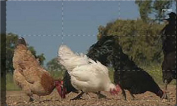 Galline... Ma Non Solo: Guida TV  - TV Sorrisi e Canzoni