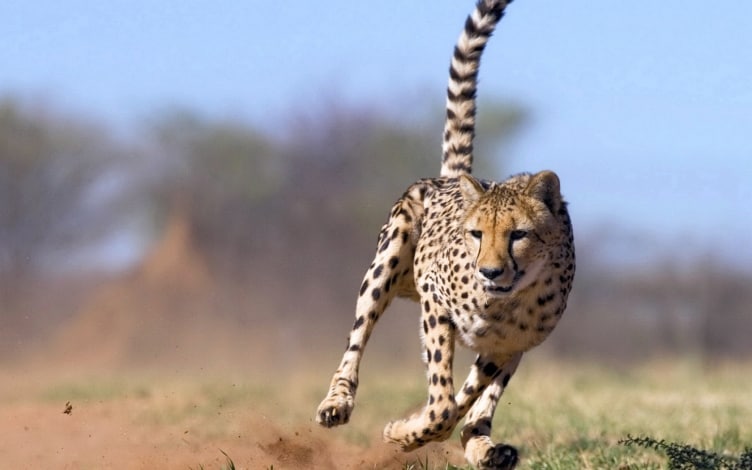 Il ritorno del ghepardo: Guida TV  - TV Sorrisi e Canzoni