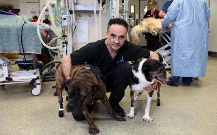 Supervet: l'eroe degli animali: Guida TV  - TV Sorrisi e Canzoni