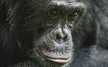Il regno delle scimmie: Guida TV  - TV Sorrisi e Canzoni
