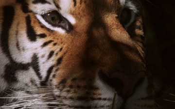 I Grande Manuale Dei Predatori: Guida TV  - TV Sorrisi e Canzoni