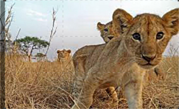 Serengeti: Guida TV  - TV Sorrisi e Canzoni
