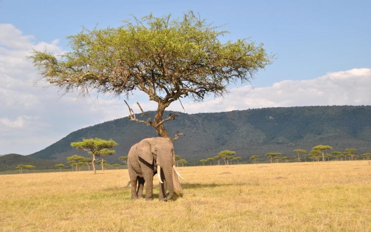 Due metri sotto la savana: Guida TV  - TV Sorrisi e Canzoni