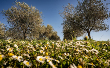 Maremma: Guida TV  - TV Sorrisi e Canzoni