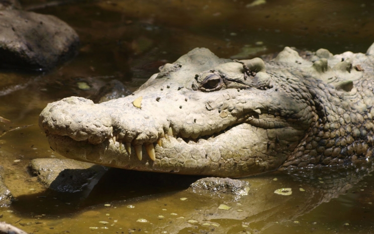 Australia: coccodrilli giganti: Guida TV  - TV Sorrisi e Canzoni