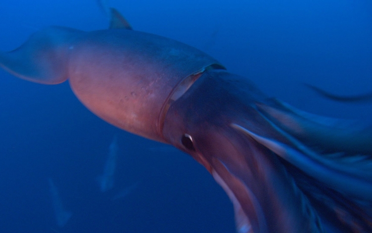 Killer Animals: Colossal Squid: Guida TV  - TV Sorrisi e Canzoni