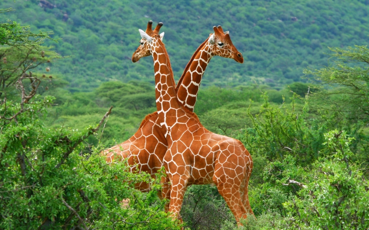 Giraffe: giganti d'Africa: Guida TV  - TV Sorrisi e Canzoni