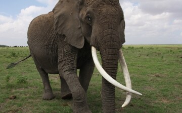 Echo e gli elefanti di Amboseli: Guida TV  - TV Sorrisi e Canzoni