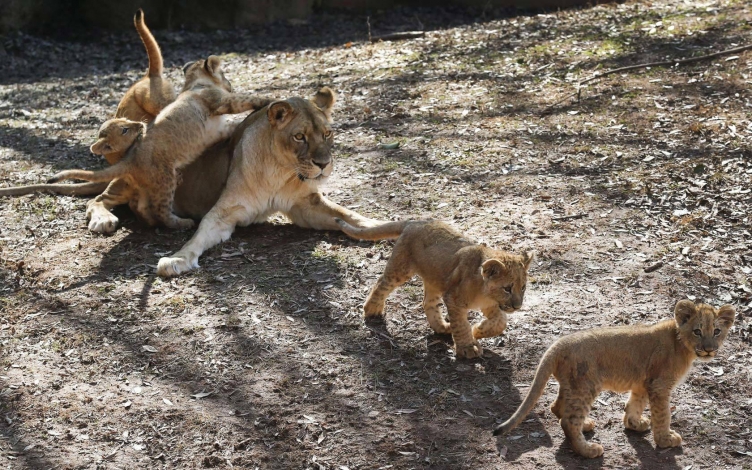 Night of The Lion: Guida TV  - TV Sorrisi e Canzoni