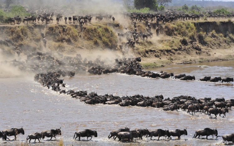 Great Migrations: Guida TV  - TV Sorrisi e Canzoni