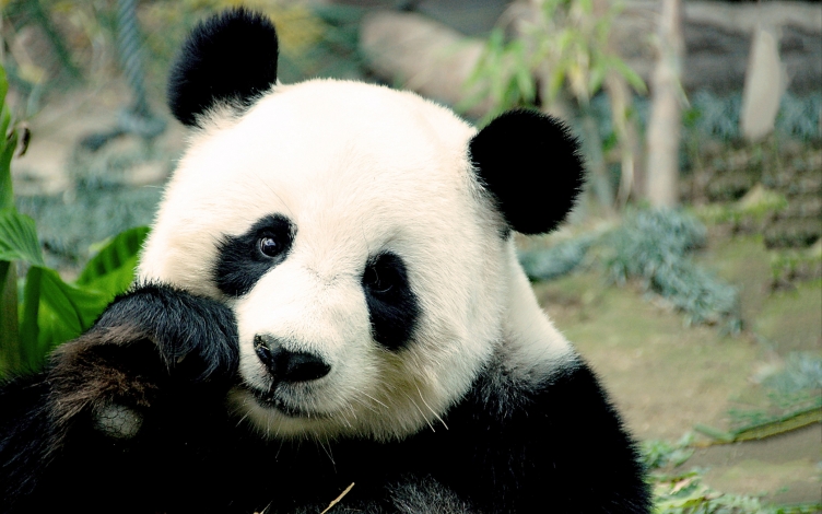 Il panda gigante: l'ultimo rifugio: Guida TV  - TV Sorrisi e Canzoni