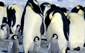 La marcia dei pinguini: Guida TV  - TV Sorrisi e Canzoni