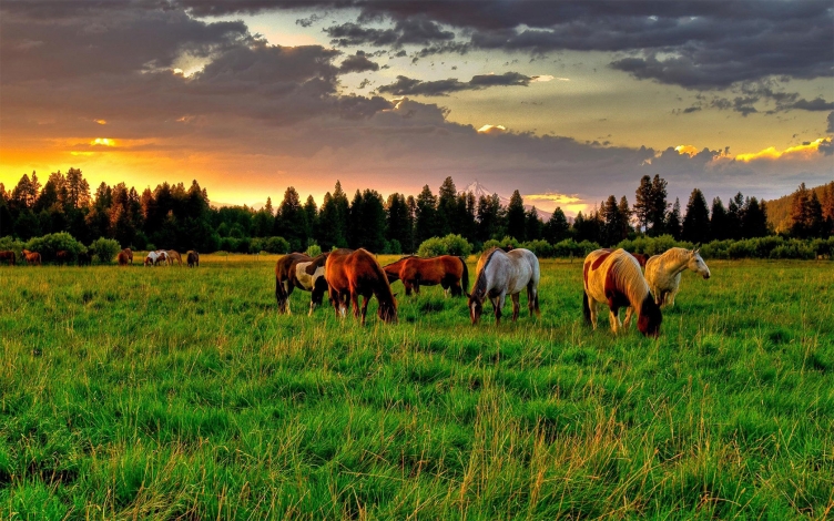 The Horsemen: Guida TV  - TV Sorrisi e Canzoni