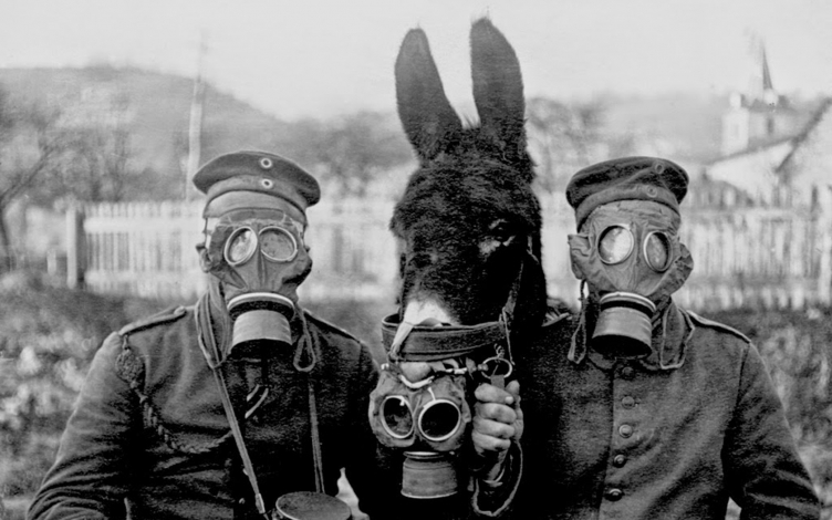 Animali nella Grande Guerra: Guida TV  - TV Sorrisi e Canzoni