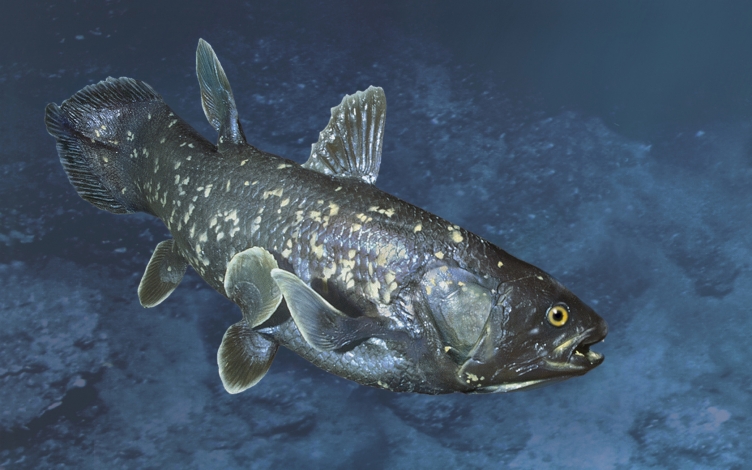 Coelacanth: creatura preistorica: Guida TV  - TV Sorrisi e Canzoni
