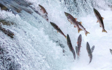 America's Wild Seasons: Guida TV  - TV Sorrisi e Canzoni