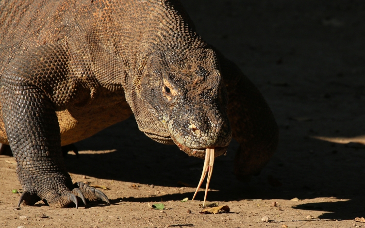 L'attacco del drago di Komodo: Guida TV  - TV Sorrisi e Canzoni