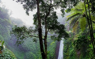 Il Pianeta Verde: Guida TV  - TV Sorrisi e Canzoni