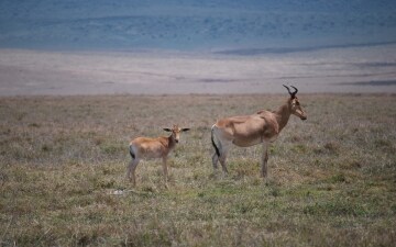 Natura in pericolo: Guida TV  - TV Sorrisi e Canzoni