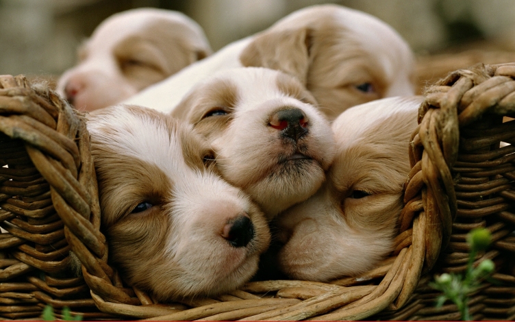 I cuccioli di Wild: Guida TV  - TV Sorrisi e Canzoni