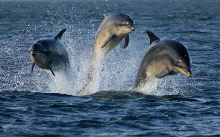 Marine Mammals: Guida TV  - TV Sorrisi e Canzoni