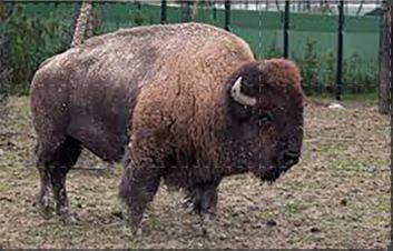 Il Bisonte: Anima Selvaggia Dell'America: Guida TV  - TV Sorrisi e Canzoni