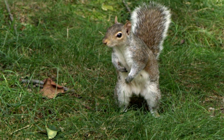 Super Squirrel: Guida TV  - TV Sorrisi e Canzoni