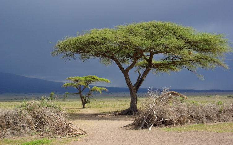 Serengeti: l'arte della sopravvivenza: Guida TV  - TV Sorrisi e Canzoni