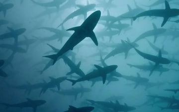Hawaii - L'Arcipelago Degli Squali: Guida TV  - TV Sorrisi e Canzoni