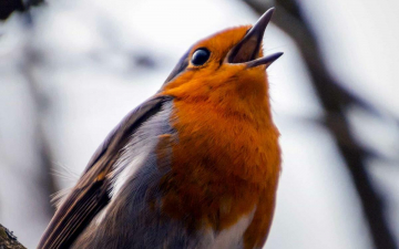 Oggi è - Giornata Mondiale della Natura Selvatica: Guida TV  - TV Sorrisi e Canzoni