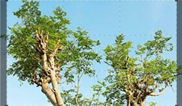 Moringa, l'albero dei miracoli: Guida TV  - TV Sorrisi e Canzoni