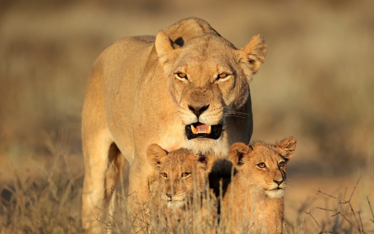 Grandi predatori d'Africa: Guida TV  - TV Sorrisi e Canzoni
