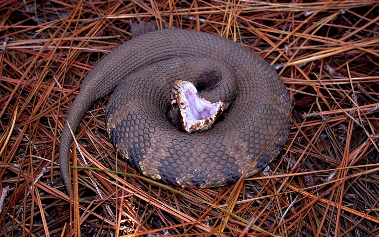 Serpenti mortali: Guida TV  - TV Sorrisi e Canzoni