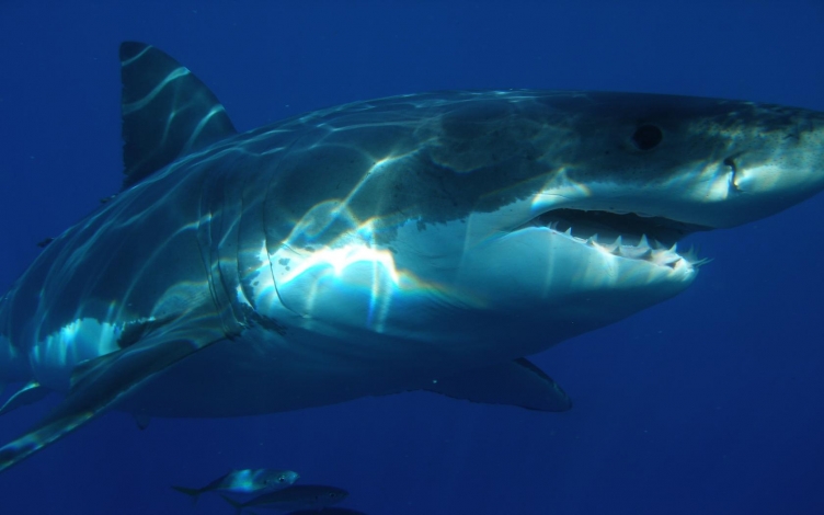 Air Jaws: sulle tracce del mega squalo: Guida TV  - TV Sorrisi e Canzoni
