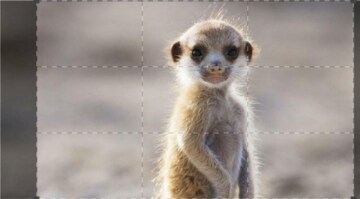 Dynasties: Guida TV  - TV Sorrisi e Canzoni