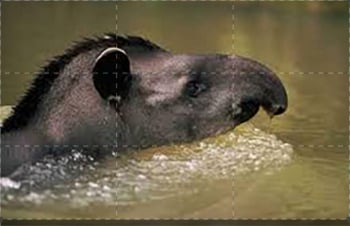 Sud America - Gli animali più strani: Guida TV  - TV Sorrisi e Canzoni