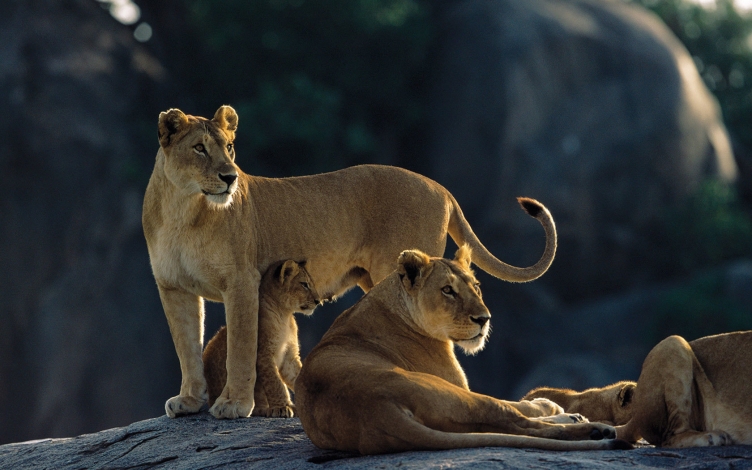 Wildlife: Guida TV  - TV Sorrisi e Canzoni