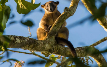 I Fantasmi Della Foresta: Guida TV  - TV Sorrisi e Canzoni