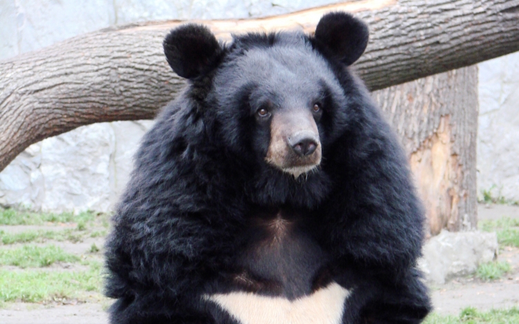 L'orso tibetano: Guida TV  - TV Sorrisi e Canzoni