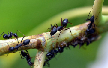 Tall & Tiny: Nature's Extremes: Guida TV  - TV Sorrisi e Canzoni