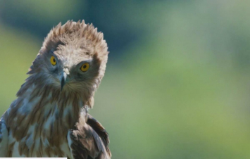 Dehesa - La Foresta Delle Meraviglie: Guida TV  - TV Sorrisi e Canzoni