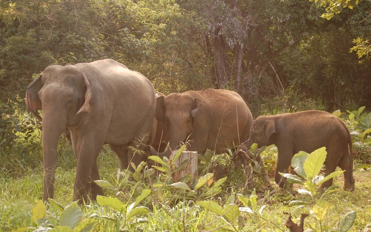 Storia di un elefante: Guida TV  - TV Sorrisi e Canzoni