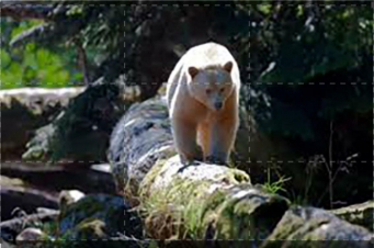 Magic Moments - The Spell Of Nature: Guida TV  - TV Sorrisi e Canzoni